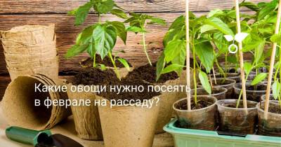 Какие овощи нужно посеять в феврале на рассаду? - botanichka.ru