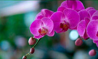Орхидея – корни, листья, цветок. Описание особенностей строения. - divo-dacha.ru - Китай - Новая Зеландия