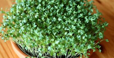 Микрозелень кресс-салат: польза и вред, фото, как выращивать, вкус, сколько растет - fermilon.ru