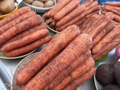 Марин Михалап - Какие 3 секрета помогут вырастить крупную морковь: не все дачники знают - belnovosti.by