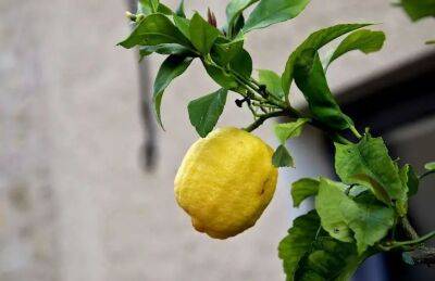 Елен Гутыро - Как и чем оживить домашний лимон, если растение отказывается расти и плодоносить - belnovosti.by