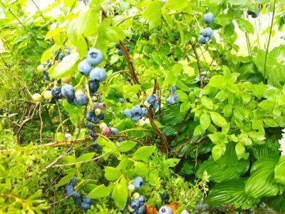 Голубика на подоконнике: как выращивать ягоды круглый год - belnovosti.by