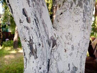 Как правильно белить деревья осенью: экономия раствора и обеспечение защиты растений - belnovosti.by