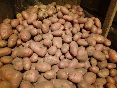 Елена Шимановская - Как правильно хранить картошку, чтобы она до лета оставалась вкусной: секреты хранения картофеля от опытного фермера - belnovosti.by