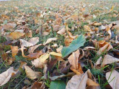 5 подручных материалов для укрытия растений на зиму: дачные хитрости - belnovosti.by
