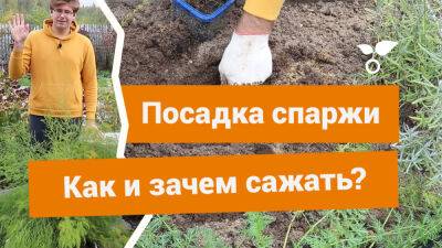 Спаржа – чем интересна и как правильно посадить? - botanichka.ru