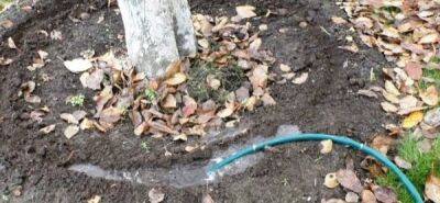 Осенний влагозарядный полив: когда и как проводить, что (какие растения) поливать - countryhouse.pro