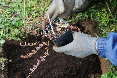 Как подготовить грядку под клюкву – копаем осенью, чтобы посадить весной - ogorod.ru