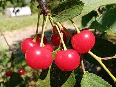 5 важных дел с вишней, которые необходимо совершить садоводу сразу после сбора урожая - belnovosti.by