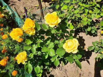 Елена Шимановская - Какие цветы не стоит высаживать рядом с розами: об этом должны знать все садоводы - belnovosti.by