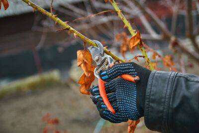 Когда обрезать розы на зиму: выбираем оптимальную погоду и температуру - ogorod.ru
