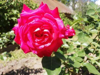 Елена Шимановская - Почему рядом с розами стоит посадить клематис: вы никогда не пожалеете о таком соседстве - belnovosti.by