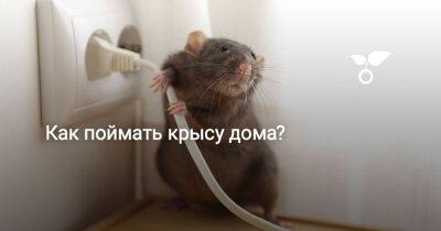 Как поймать крысу дома? - botanichka.ru