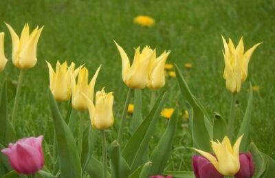 Как посадить тюльпаны осенью для пышного цветения весной: 5 главных секретов - belnovosti.by