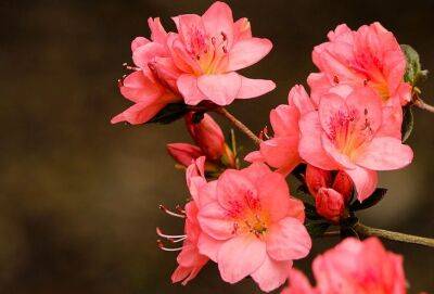 Елен Гутыро - 3 растения, которые красивы только в магазине: какие цветы не приживутся в квартире - belnovosti.by