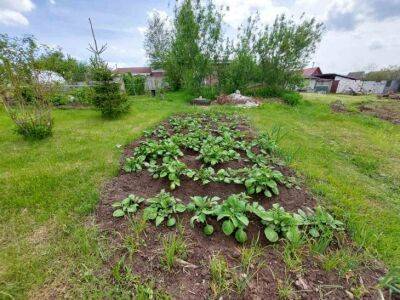 Овощи, которые стоит посадить рядом друг с другом: 4 удачные комбинации - belnovosti.by
