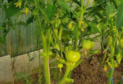 Елен Гутыро - Секрет, как вырастить ароматные и сладкие томаты: назван овощ для посадки на грядке - belnovosti.by