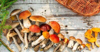 Война грибов: американский боровик может грозить латвийскому вытеснением (3) - rus.delfi.lv - Латвия