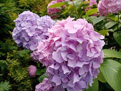 Как кислотность почвы влияет на цвет гортензии: когда цветки розовые, а когда – голубые - belnovosti.by