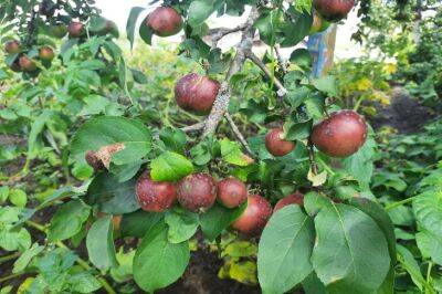 Елена Шимановская - Обязательная подкормка для яблони в октябре-ноябре: простой способ увеличить урожайность в 2 раза - belnovosti.by