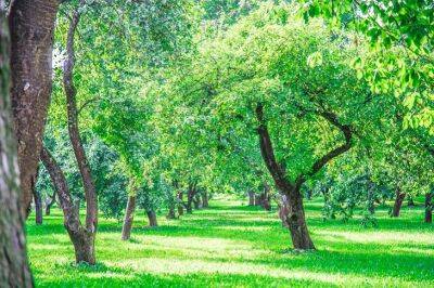 Какие овощи и зелень можно посадить под деревьями: на заметку садоводам - belnovosti.by