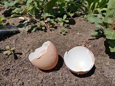 Как правильно удобрять почву яичной скорлупой: частые ошибки начинающих огородников - belnovosti.by