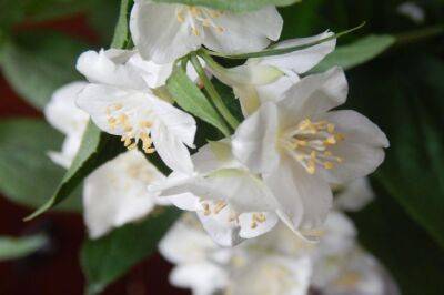 Какое растение посадить дома фанатам жасмина: запах – закачаешься - belnovosti.by
