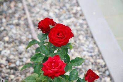 Обрезаем розы к зиме только этим способом: куст разрастается и обновляется очень быстро - belnovosti.by