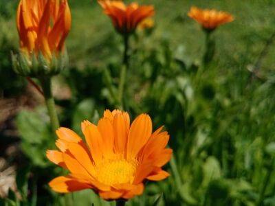 Однолетние цветы, которые проще сеять под зиму: 3 варианта для сада - belnovosti.by