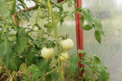 Как вырастить помидоры к маю без теплицы и рассады: простой способ - belnovosti.by