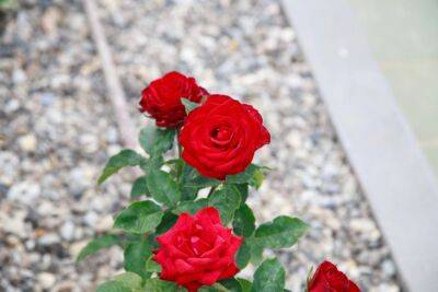 Как ухаживать за розами после цветения: 3 действия для здоровья растений - belnovosti.by - Сша