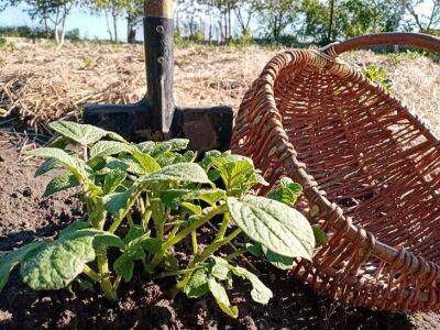 Как сохранить картофель до весны: 7 правил, которые нужно знать всем огородникам - belnovosti.by