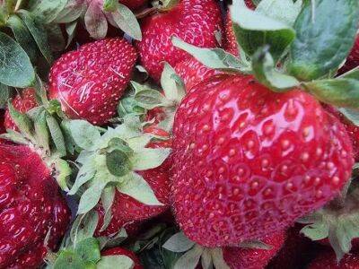 Елен Гутыро - Обязательные удобрения для осенней подкормки клубники, чтобы выросли огромные ягоды с сочной мякотью - belnovosti.by
