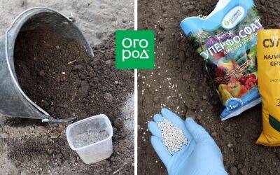 Что лучше: органика или "минералка" – выбираем осеннюю подкормку - ogorod.ru