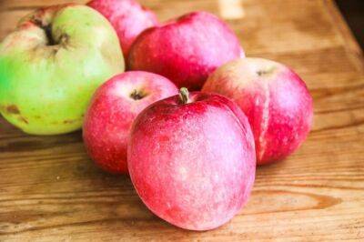 Когда снимать зимние яблоки: чего они больше боятся – заморозков или солнца - belnovosti.by