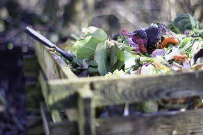 5 видов отходов, которые нельзя класть в компост: грубые ошибки огородников - belnovosti.by