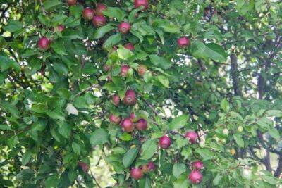 Как правильно проводить обрезку яблони: правила и тонкости - belnovosti.by