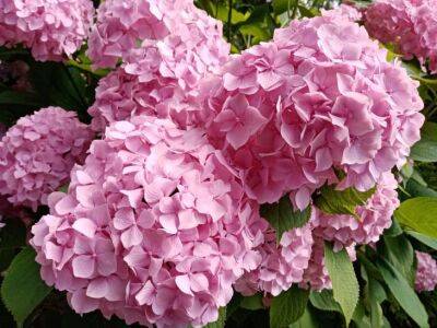 Ольга Котова - Подкисляйте гортензии серой всего 2 раза в год — цветут обильно и большими соцветиями - belnovosti.by