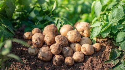 Как предотвратить болезни картофеля - ogorod.ru