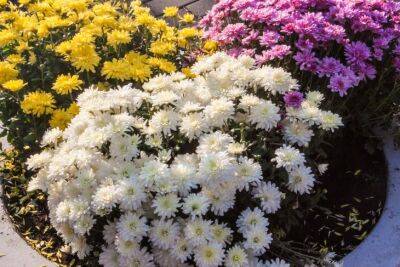 6 ошибок, которые совершают начинающие садоводы с многолетними цветами - belnovosti.by