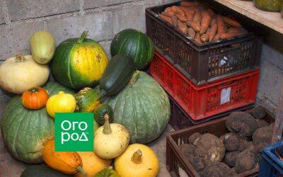 Как правильно подготовить погреб к хранению урожая: пошаговая инструкция - ogorod.ru
