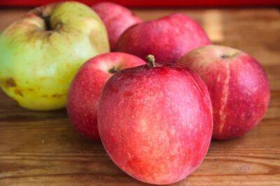Как сохранить урожай яблок до весны: будут крепкими и сочными - belnovosti.by