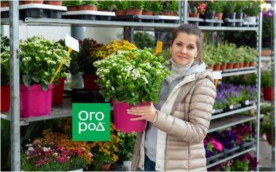 Как сохранить комнатные растения после покупки: секреты легкой адаптации - ogorod.ru