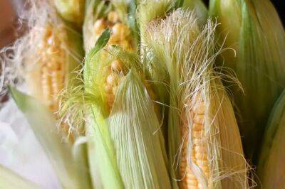 Елен Гутыро - Как сохранить кукурузу хотя бы до октября-ноября, чтобы зерно внутри не стало «каменным» - belnovosti.by