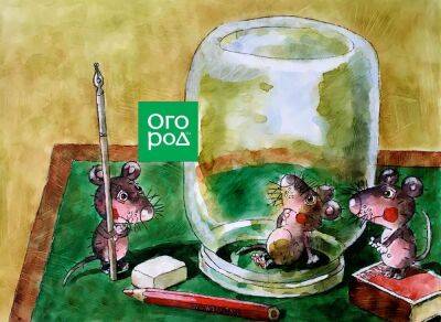 Как поймать мышь в доме: 8 проверенных способов - ogorod.ru