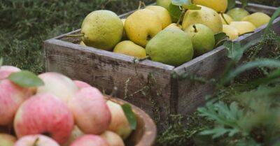 8 октября Институт садоводства приглашает всех желающих на сбор яблок и груш в Добеле - rus.delfi.lv