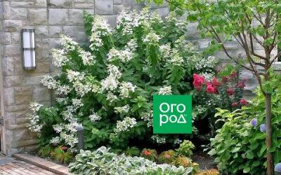 9 растений, идеальных для выращивания у северной стены дома - ogorod.ru