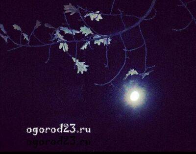 Луна в октябре 2022 года, рекомендации садоводам и огородникам, календарь - ogorod23.ru