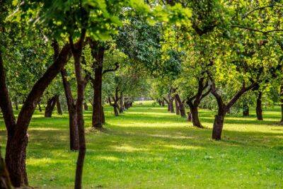 Как защитить стволы плодовых деревьев без побелки: 3 хитрых способа против ожогов и грызунов - belnovosti.by