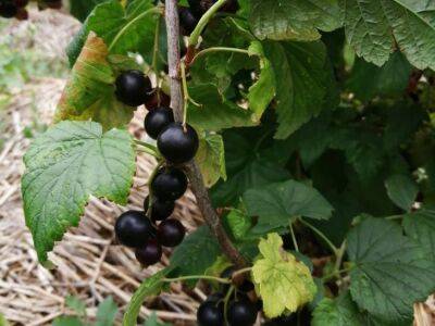 Что нужно насыпать под куст смородины в ноябре, чтобы собрать богатый урожай крупных ягод: не все дачники знают - belnovosti.by